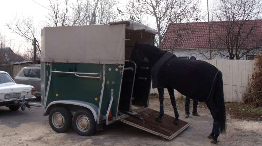 Как перевозить лошадей: Способы перевозки лошадей автотранспортом