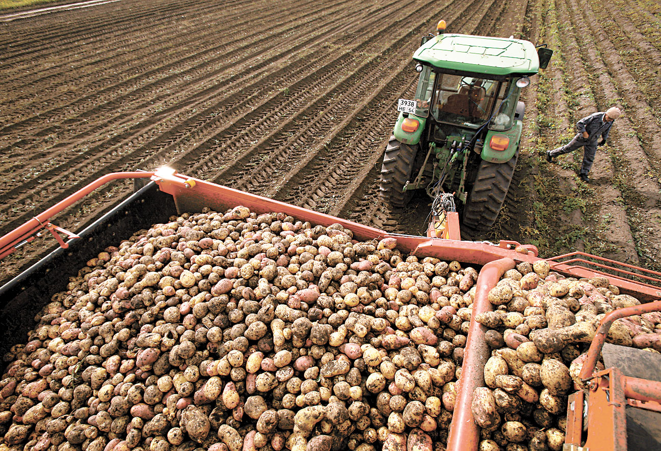 В США вырос урожай картофеля, но машин для его перевозки нет