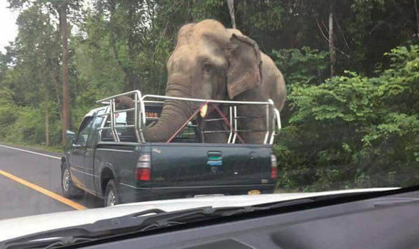 Таиландские слоны грабят грузовики перевозчиков фруктов 